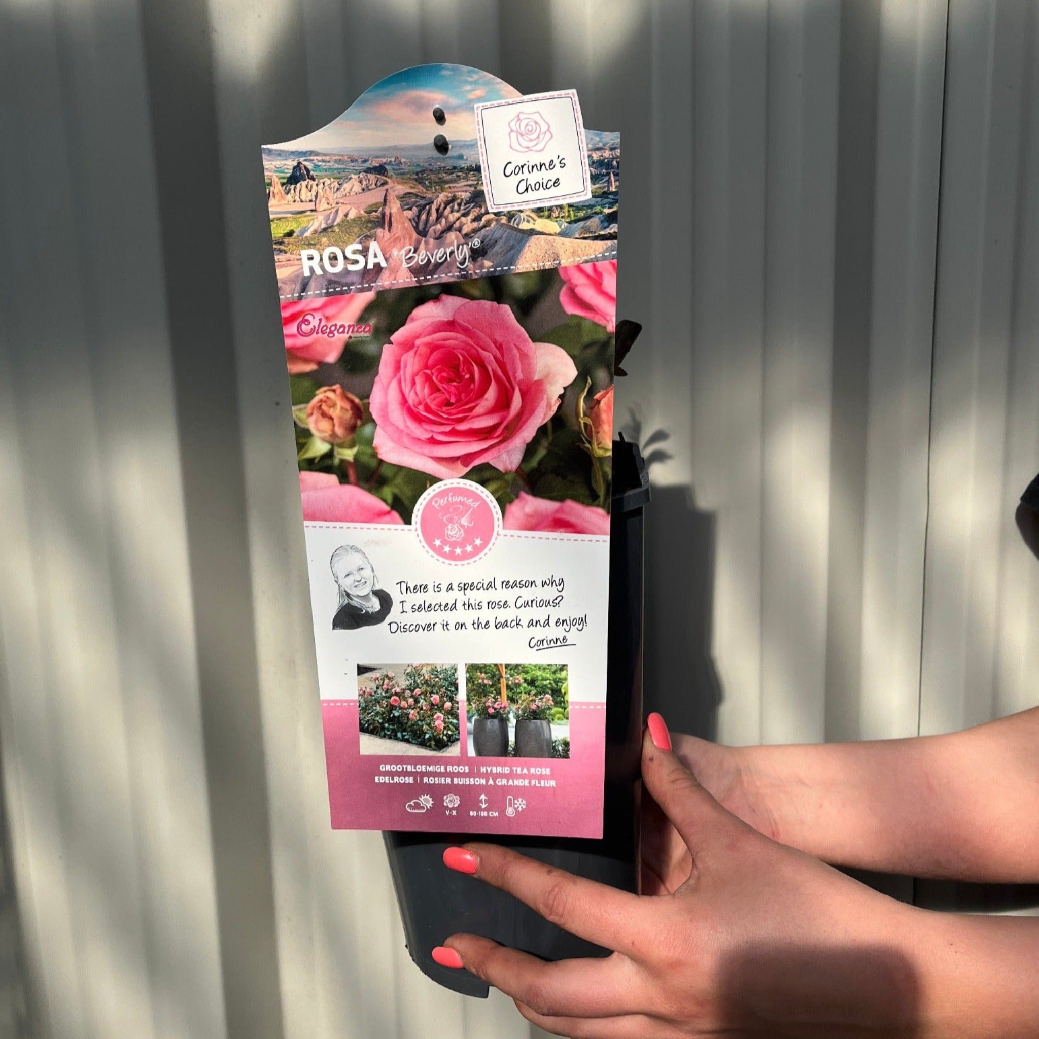 Beverley - Hybrid Tea Rose - 4L