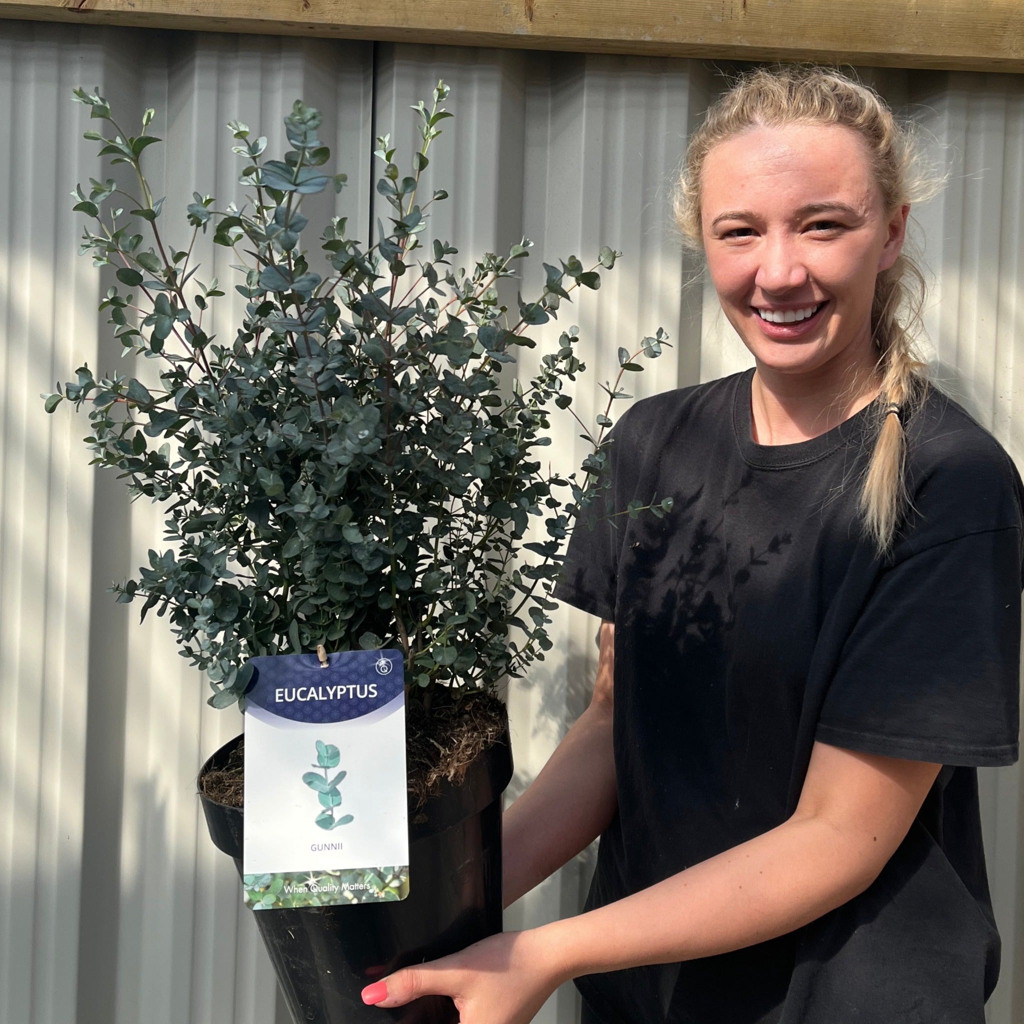 Eucalyptus 'Gunnii' | 2L / 5L Pot