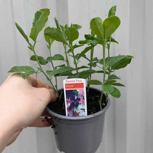 3 x 9cm Pots of Mixed Sweet Peas