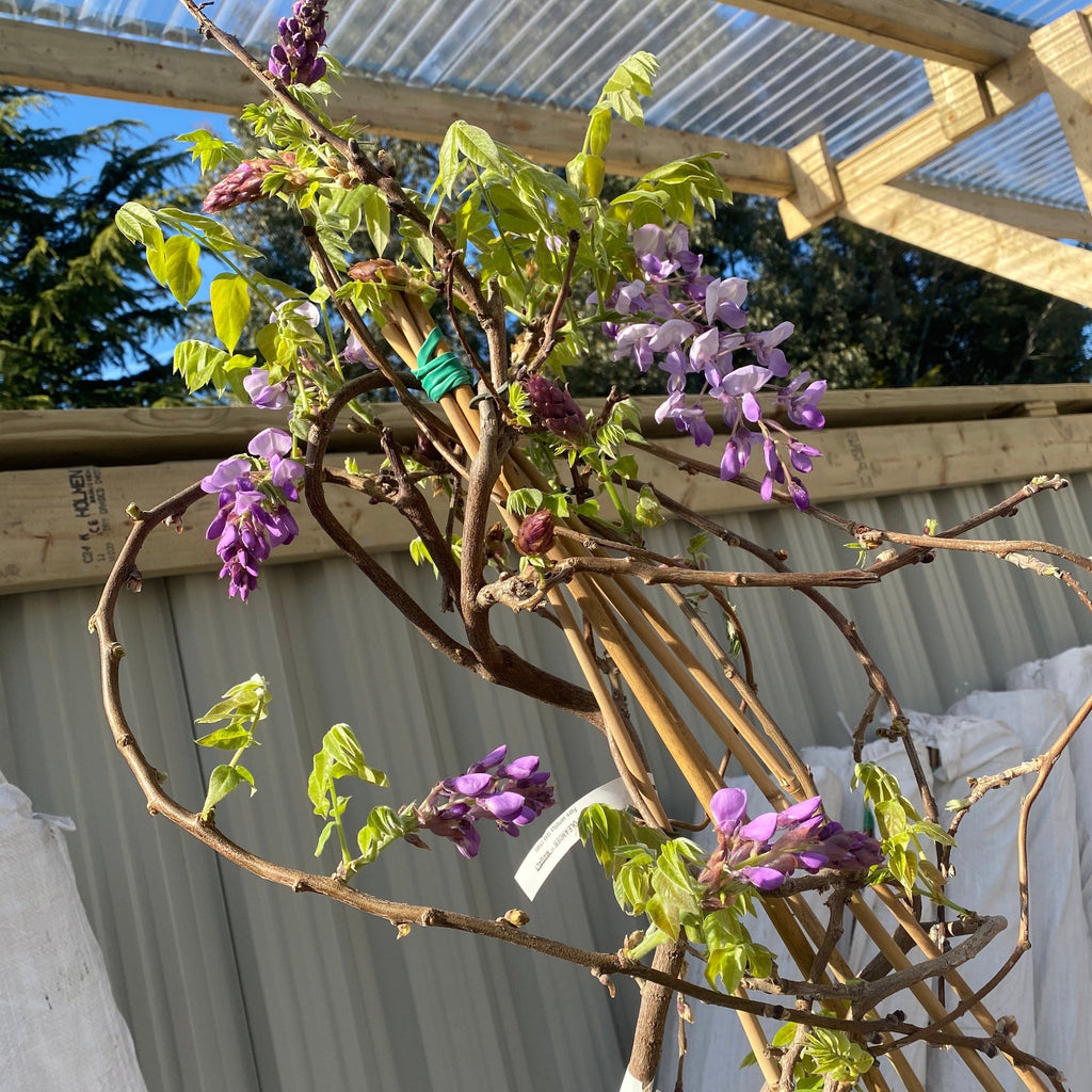 Wisteria Brachybotrys ikon yama fuji - 6.5L