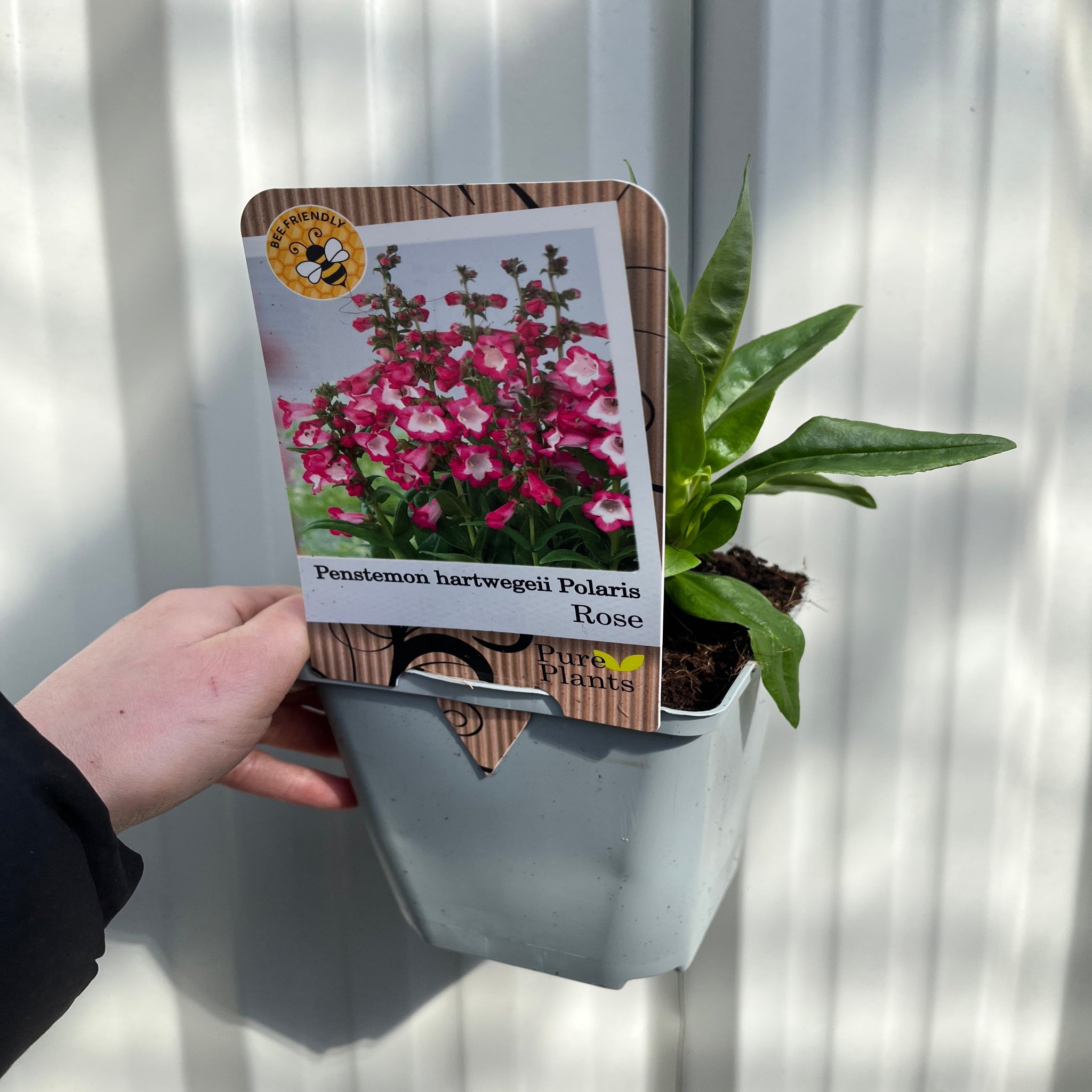 Penstemon hartwegii 'Rose' 1L