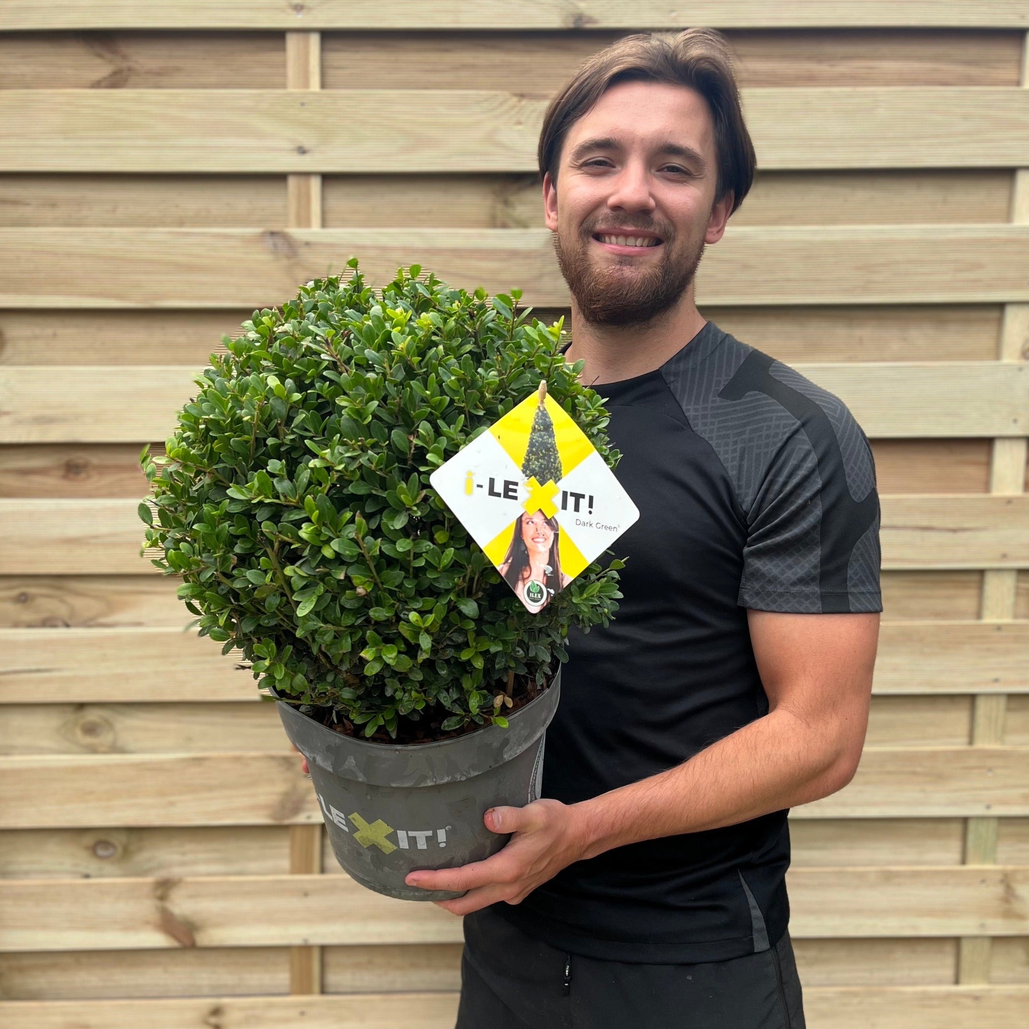 Ilex crenata Dark Green Ball 2L/3L/5L/7.5L