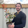 Photinia x fraseri 'Red Robin' 2L (60cm)
