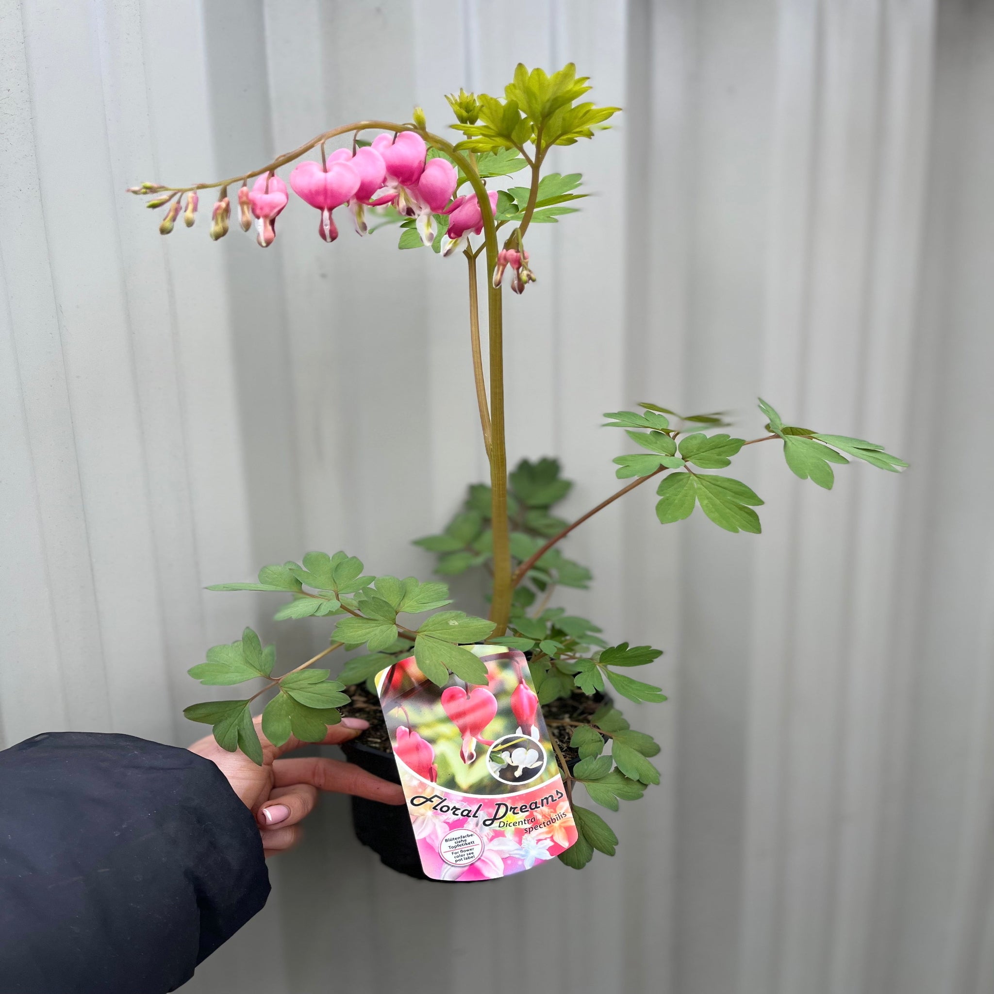 Dicentra Spectabilis 'Bleeding Heart' Pink (6cm - 2L)