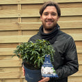 Kalmia latifolia 'Elf' 3L