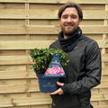 Kalmia latifolia 'Little Linda' 3L