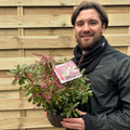 Pieris japonica Ralto Rose 2L