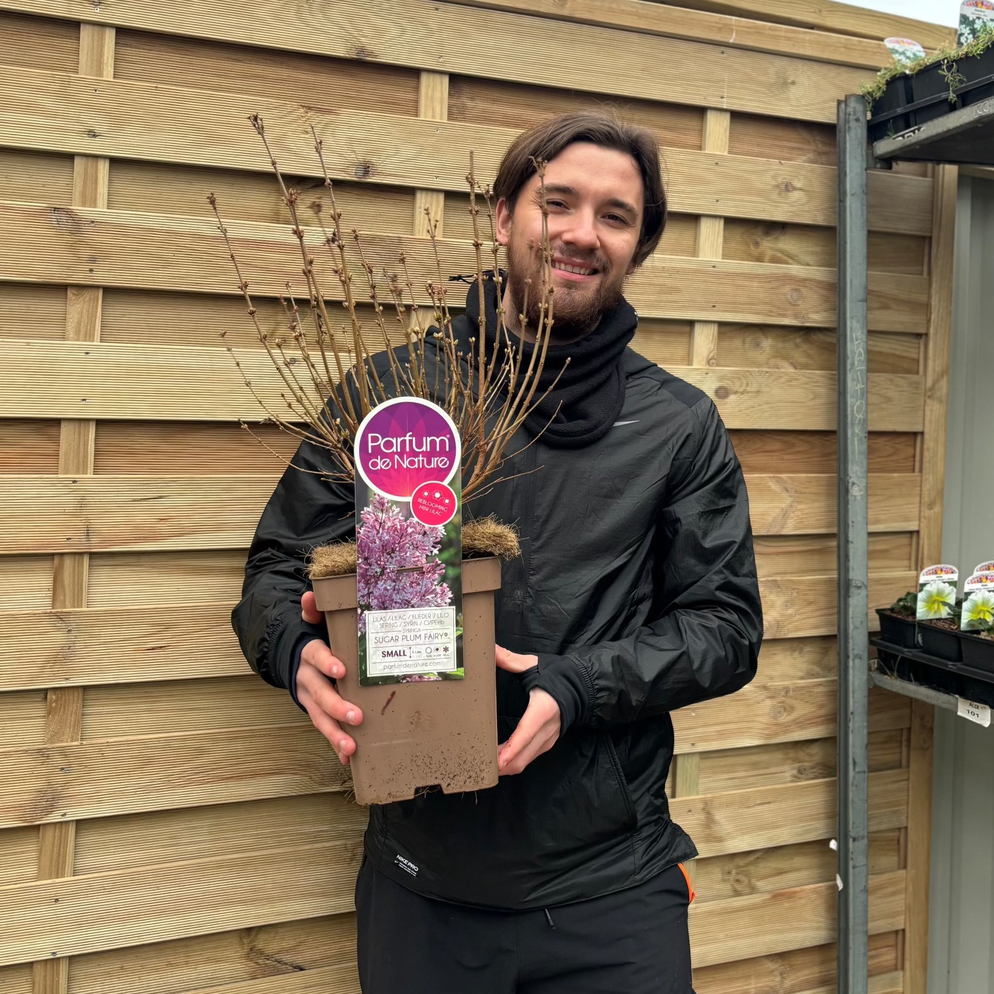 Syringa 'Sugar Plum Fairy' Mini/Dwarf Lilac 4L