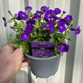 Aubretia 'Glacier Blue' 1L