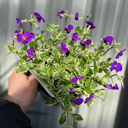 Aubretia deltoidea 'Doctor Mules' 1.5L