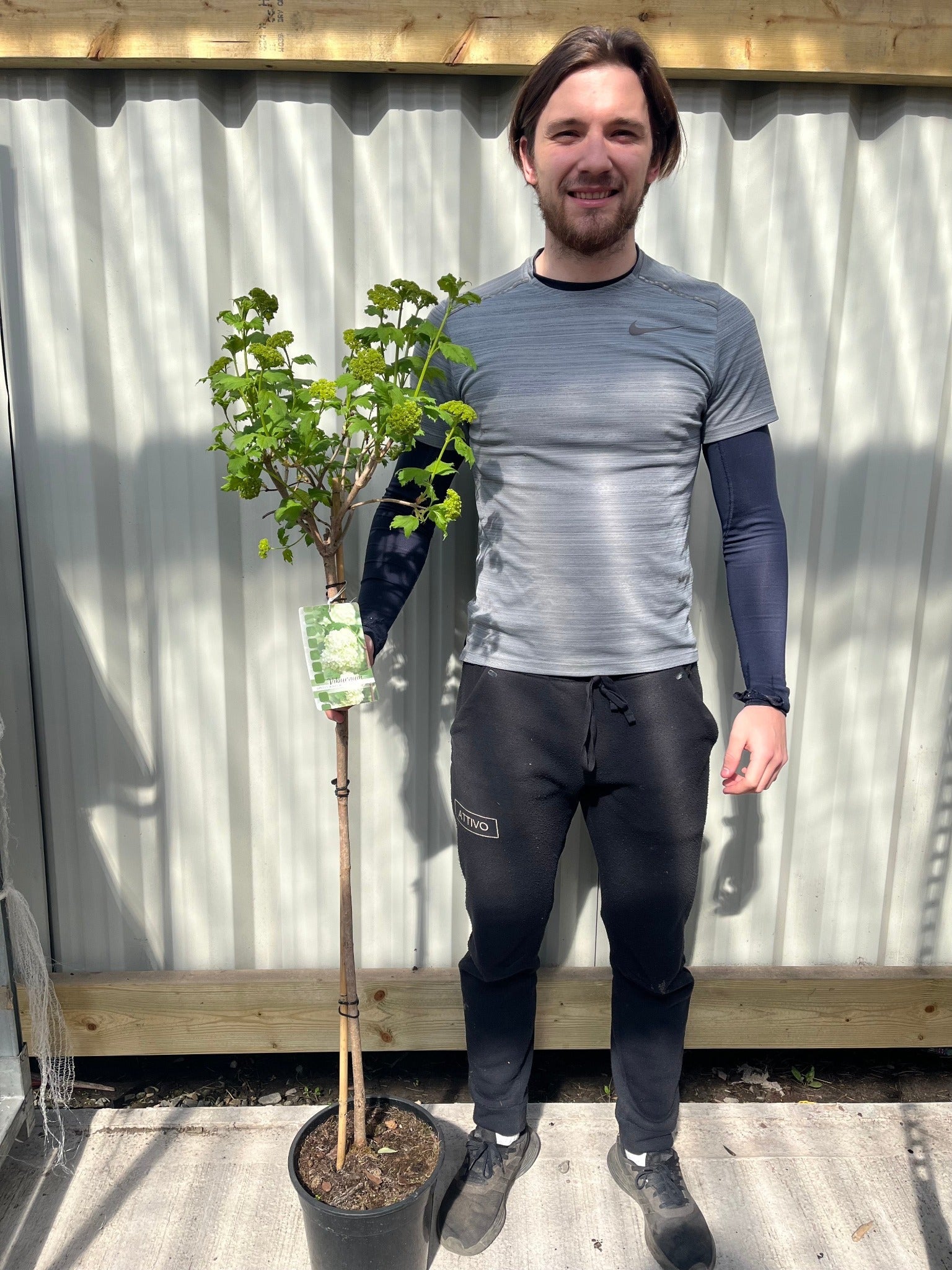 Snowball tree | Standard Viburnum opulus 'Roseum' | 1.8-2m