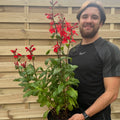 Lobelia Starship Deep Scarlet 9cm/3L