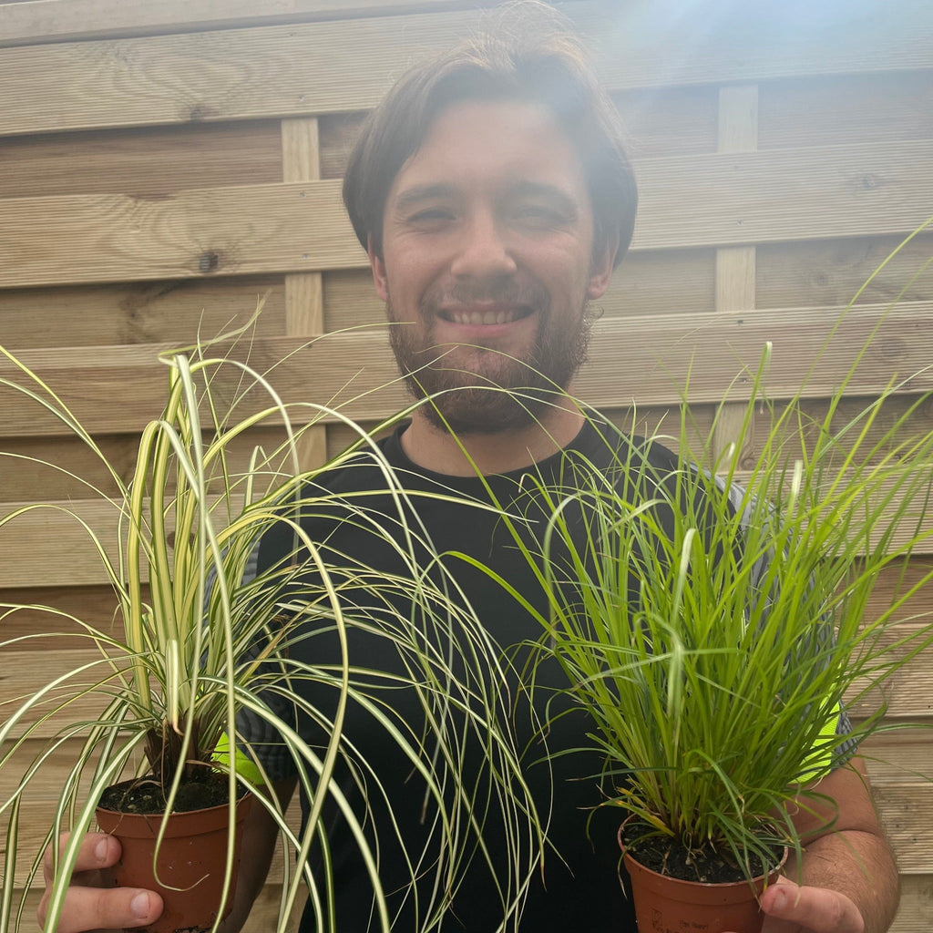 Carex Grass 8cm (Our Choice)