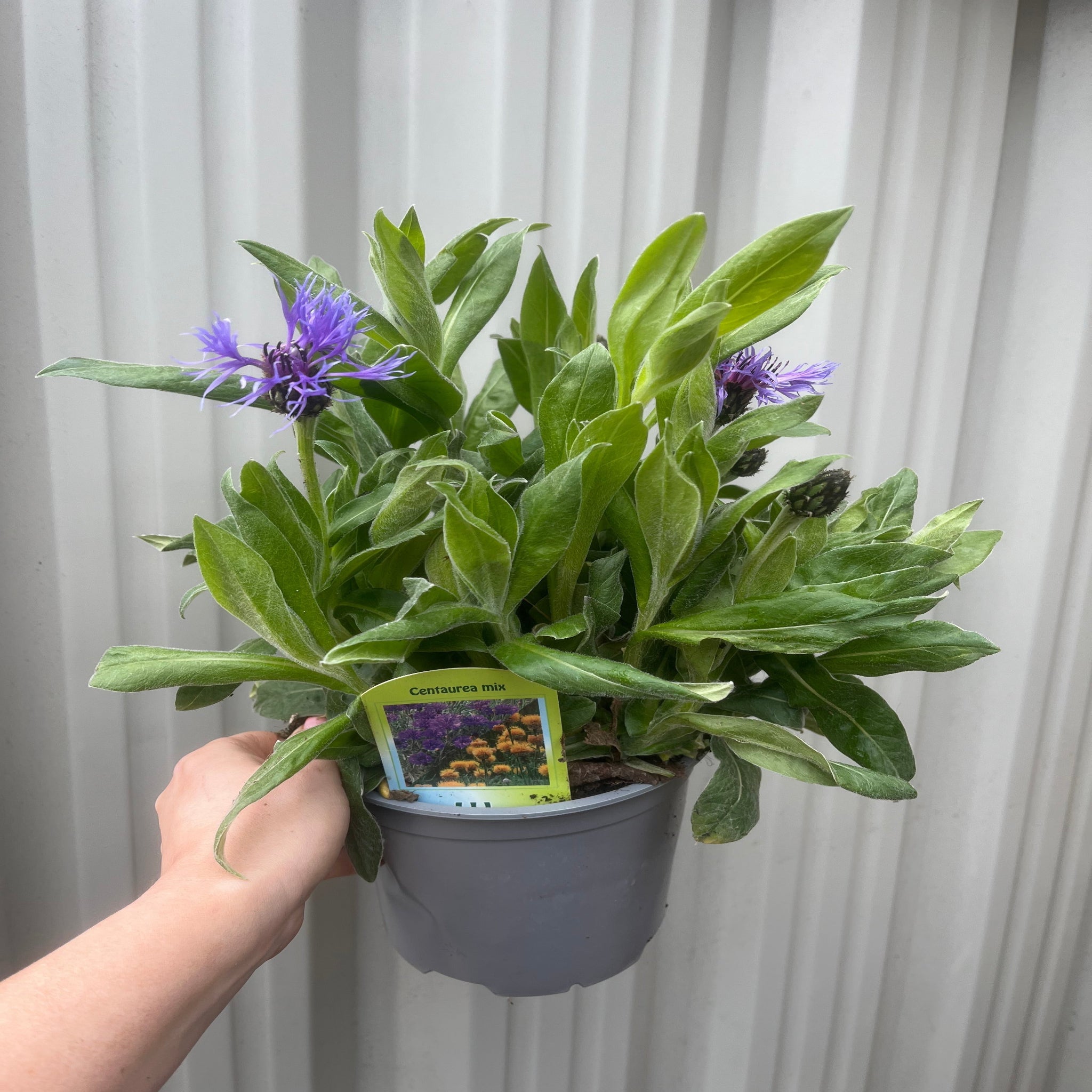 Centaurea montana 9cm/2L