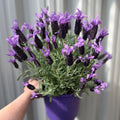 Lavender stoechas 5L (23cm growers pot)