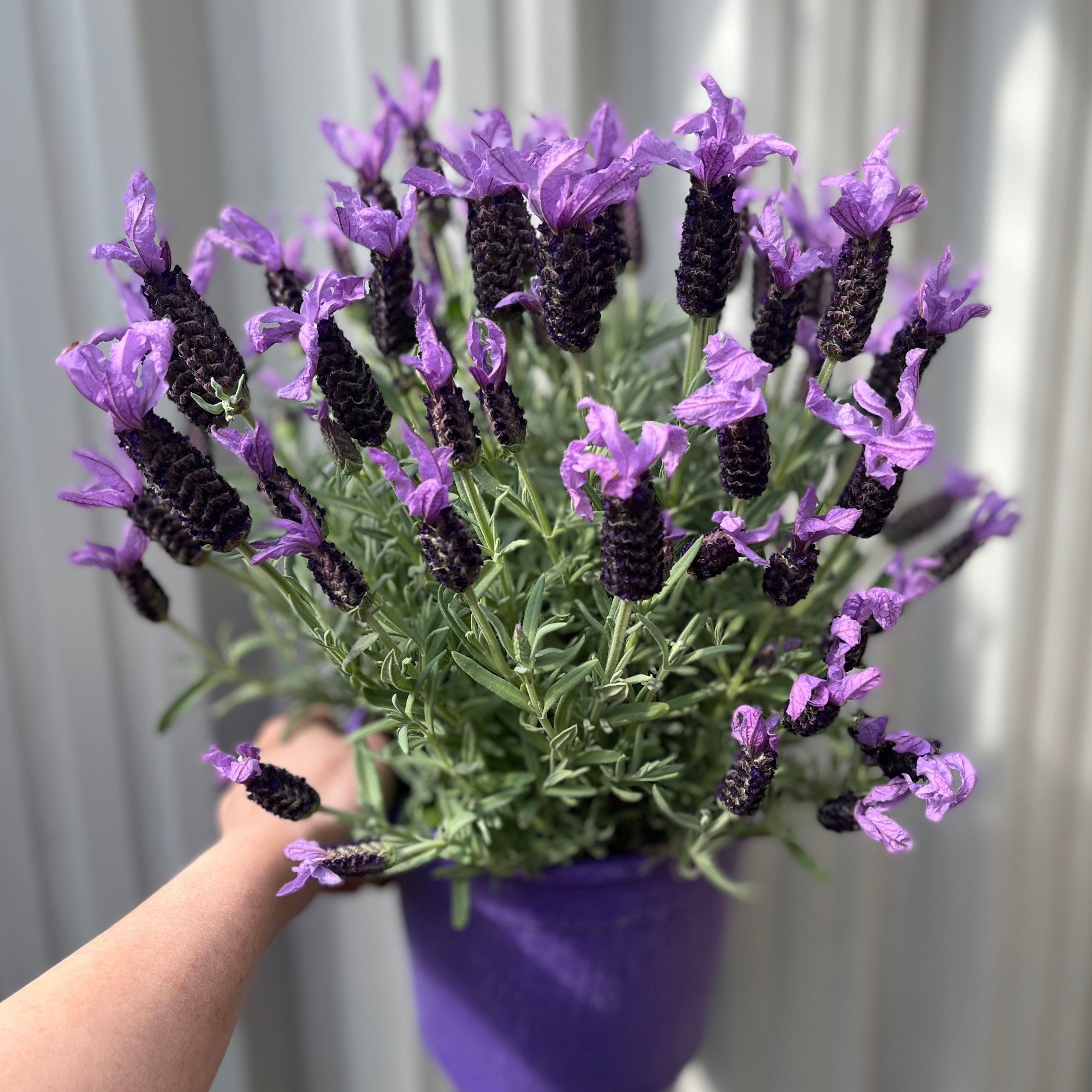 Lavender stoechas 5L (23cm growers pot)
