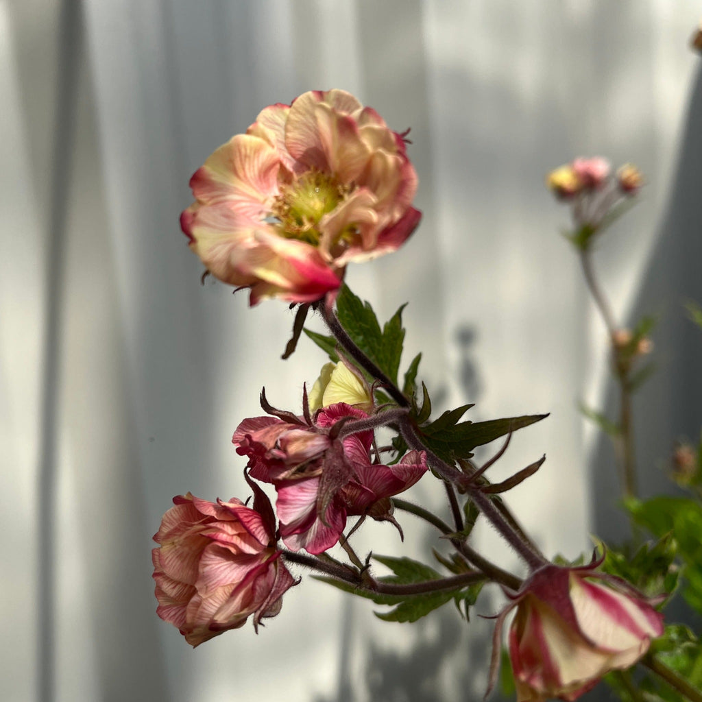 Geum 'Tempo Rose' 2L