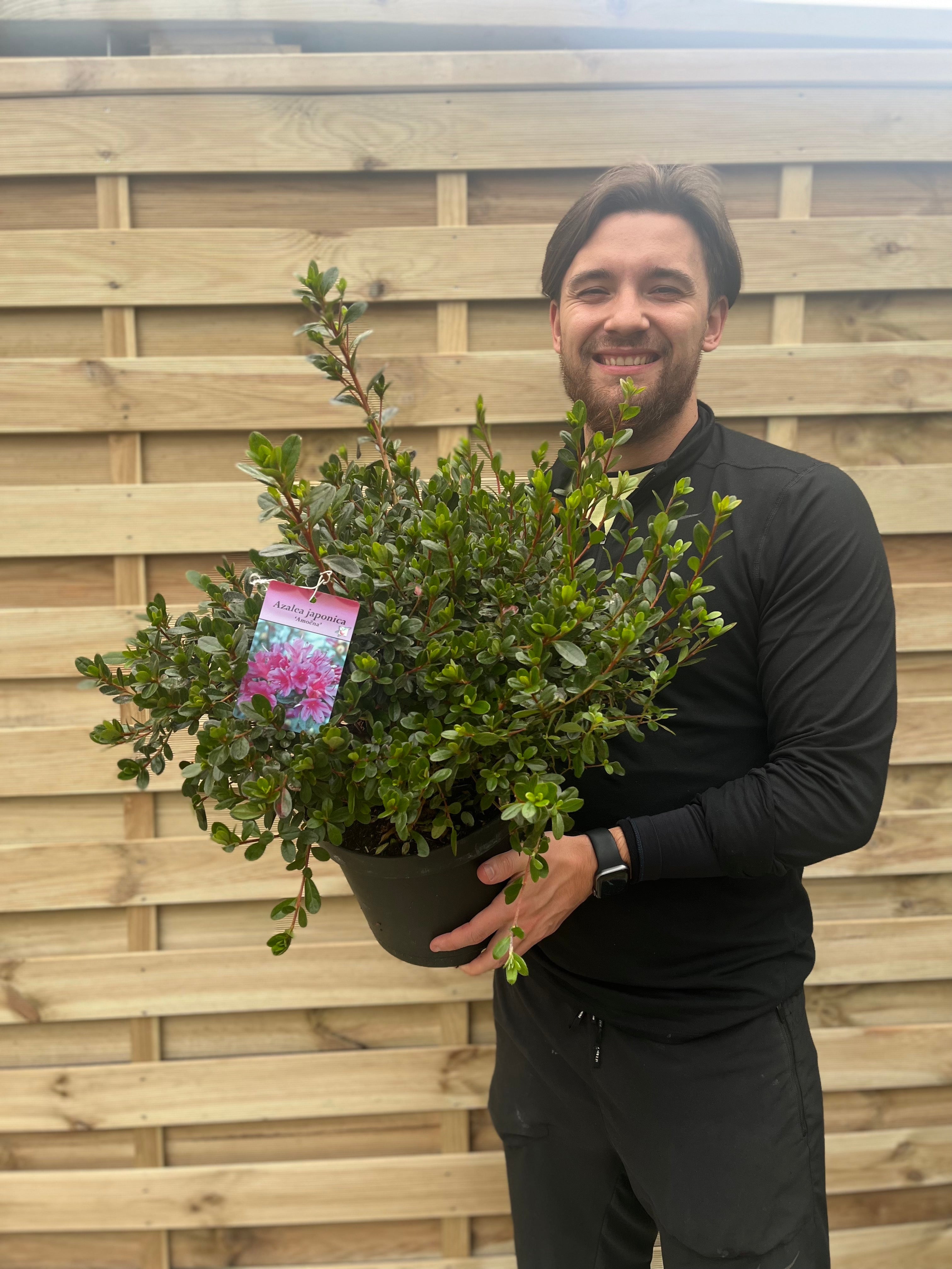 Azalea japonica 'Amoena' 2/5L