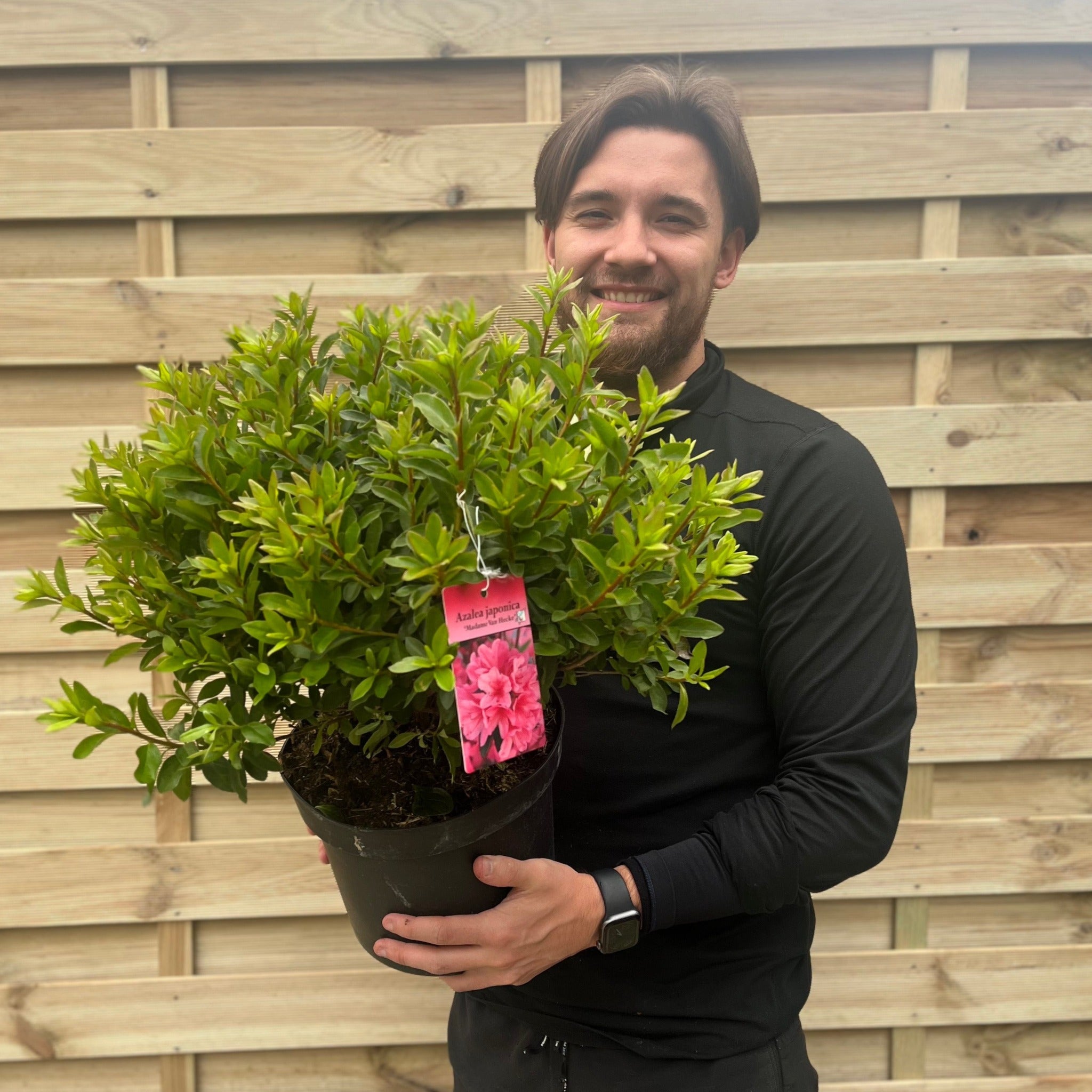 Azalea 'Madamme Van Hecke' 2/5L