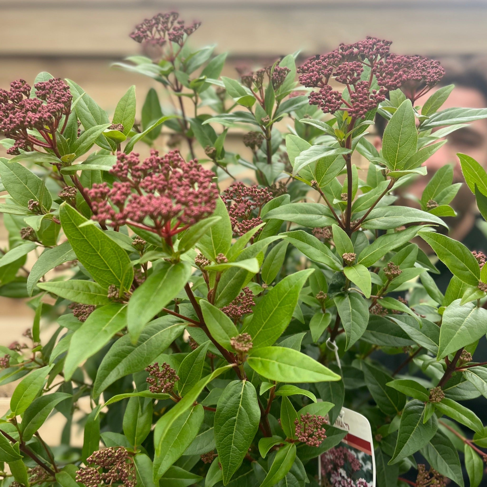 Viburnum tinus 'Spirit' 2L / 5L / 10L