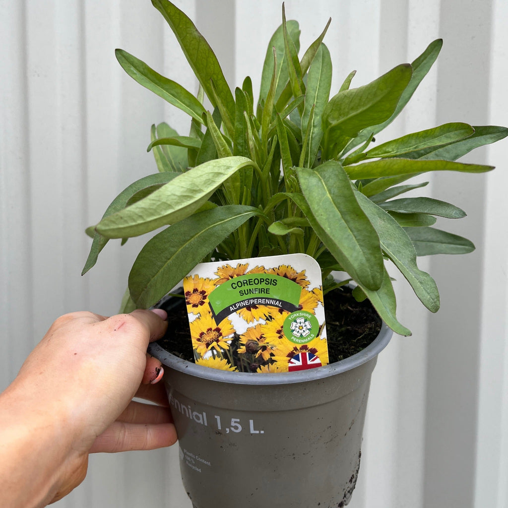Coreopsis grandiflora Sunfire 9cm/1.5L