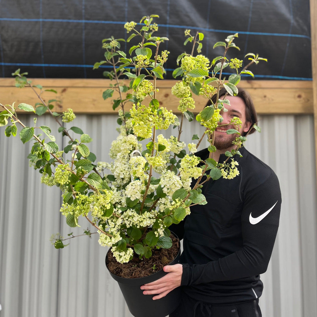 Viburnum plicatum 'Popcorn' | 4L / 10L