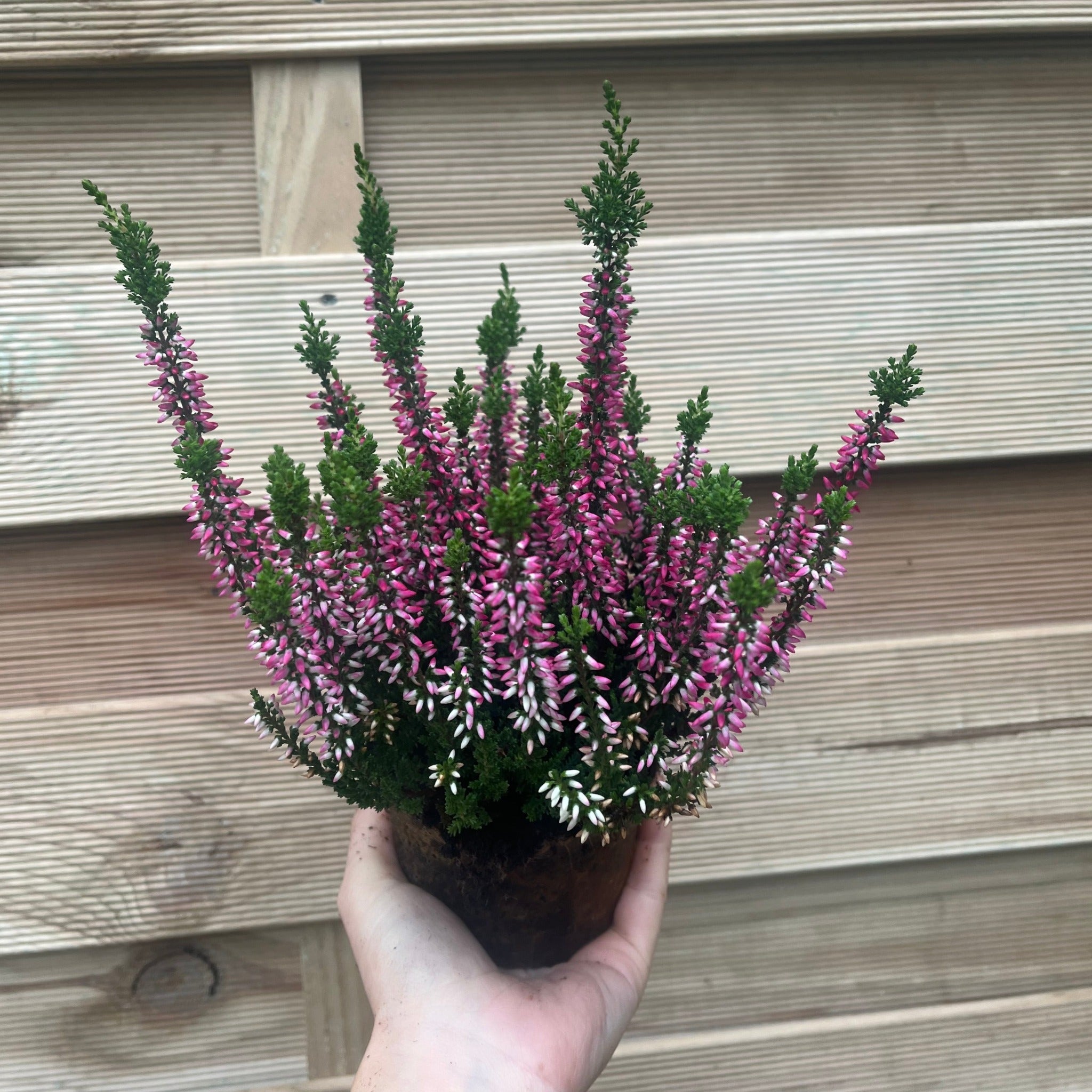 6 x Heather | Calluna vulgaris (Mixed Colours)