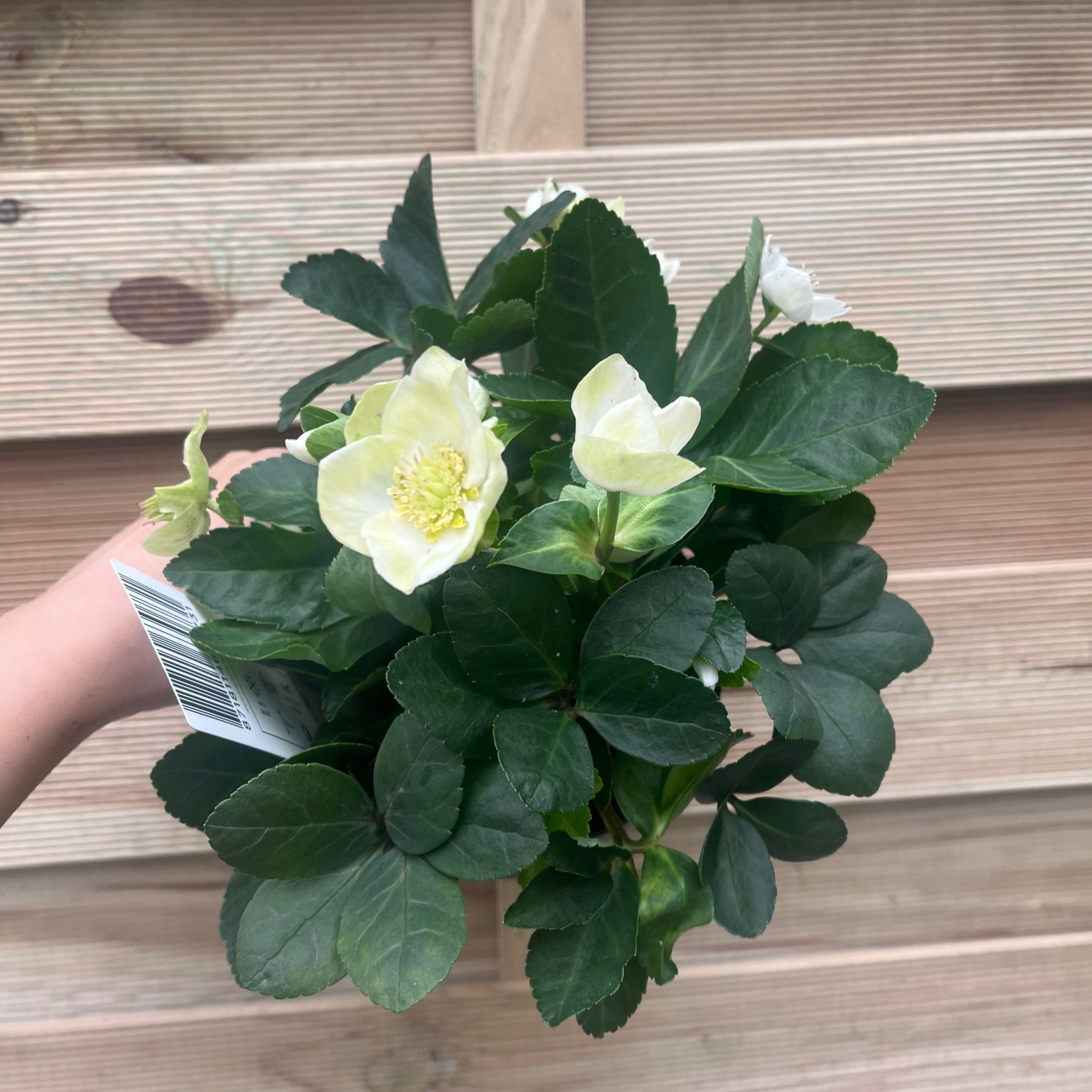 Helleborus nyger 'Christmas Carol' | Christmas Rose | Hellebore | 9cm-2L Available