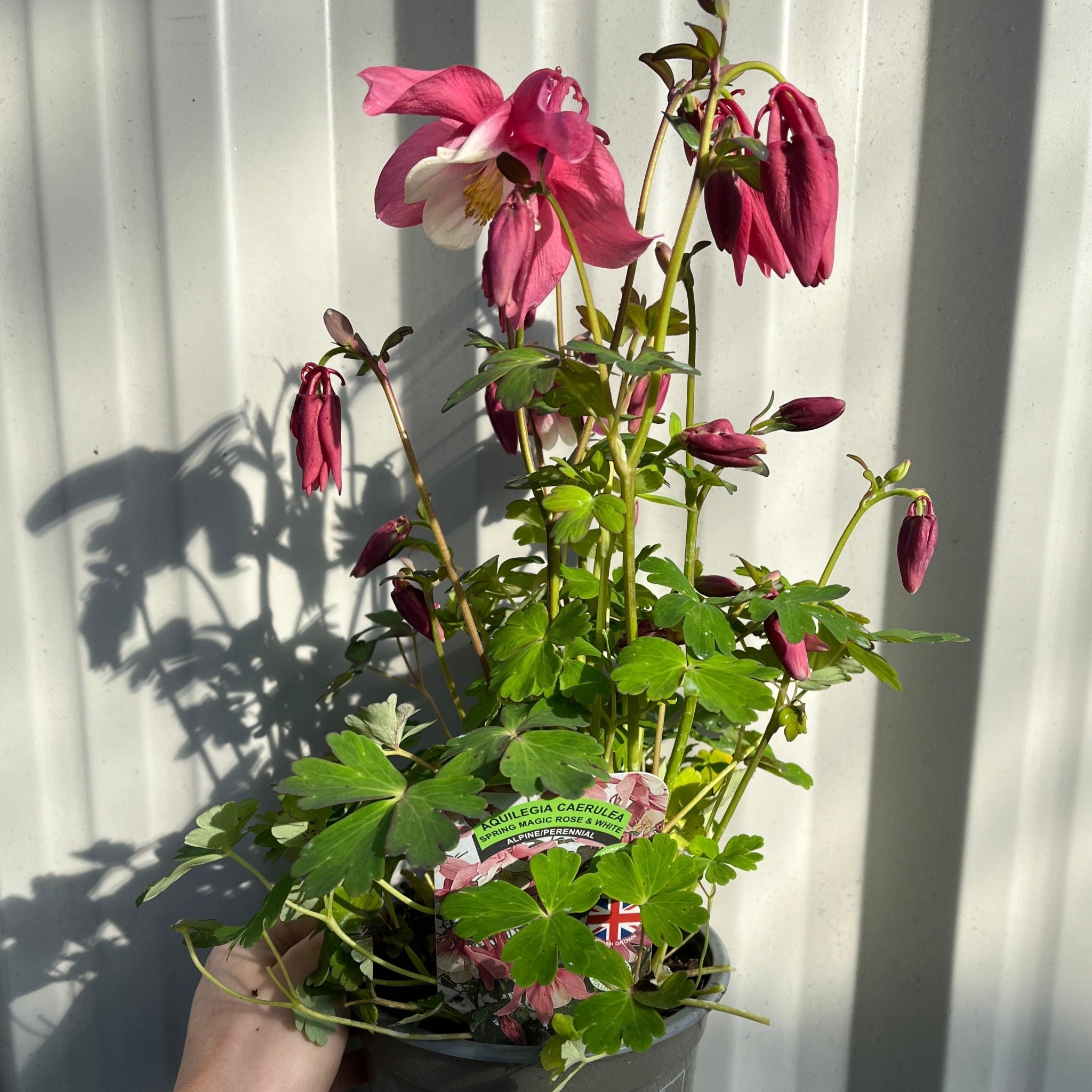Aquilegia 'Rose and Ivory '