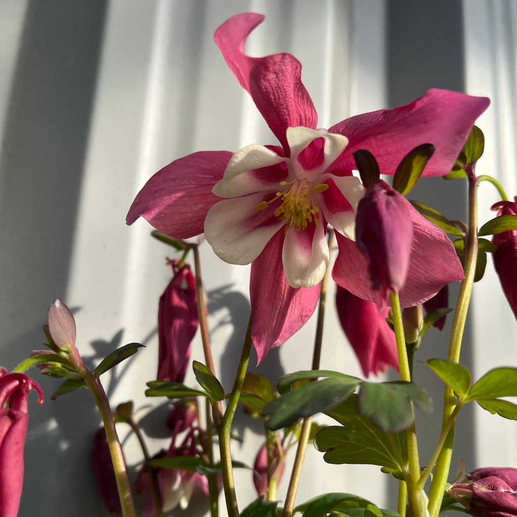 Aquilegia 'Rose and Ivory '