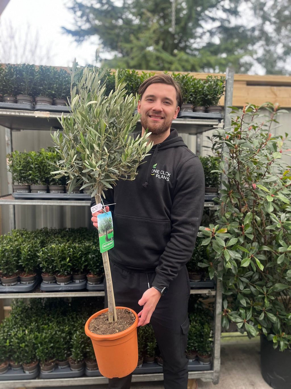 Olive Tree | Olea europea