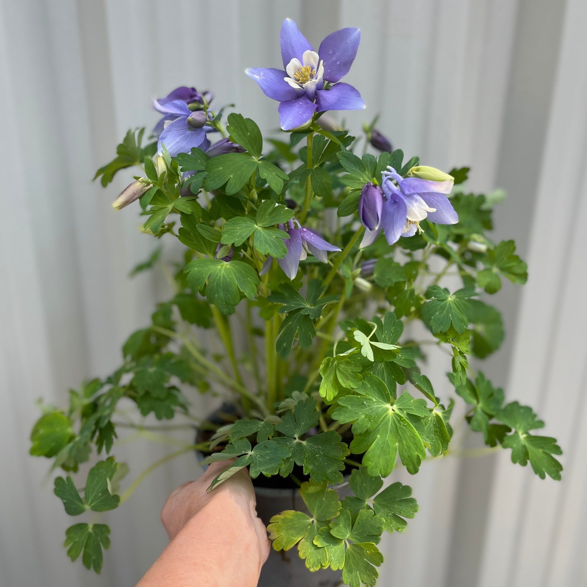 Aquilegia earlybird - Purple/White 2L