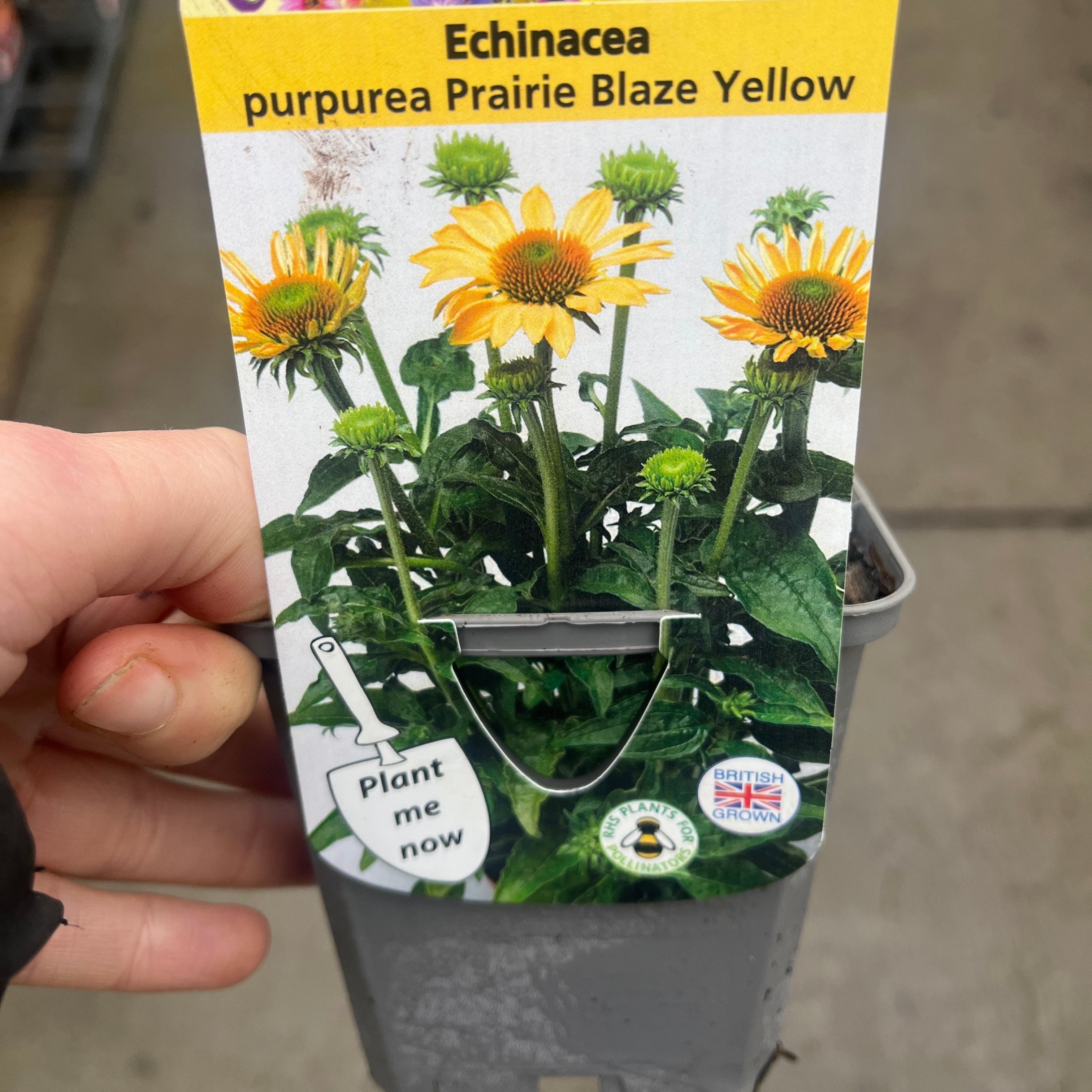 Echinacea purpurea Prairie Blaze Yellow 9cm Pot