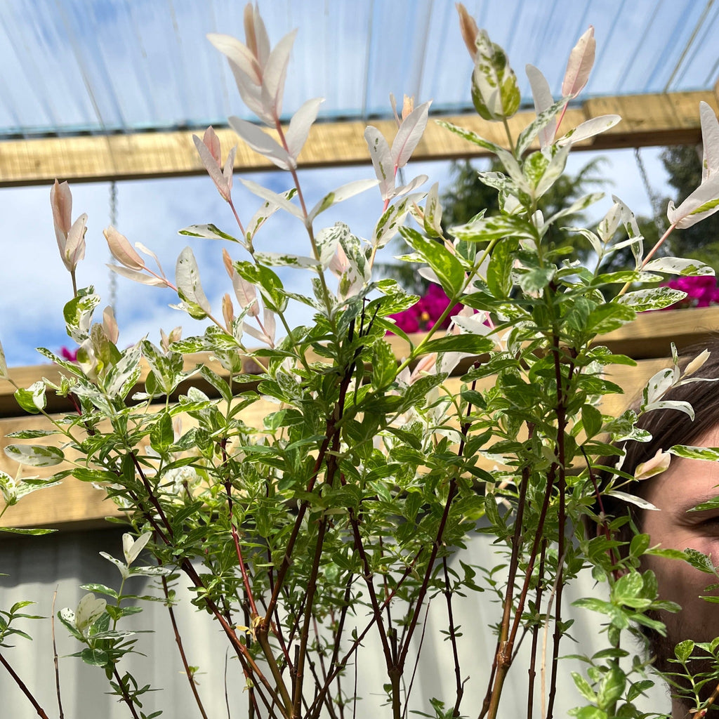 Salix intergra 'Hakuro - Nishiki'  Flamingo Dwarf Willow Tree (multiple sizes available) (PRE ORDER W/C 12/01)