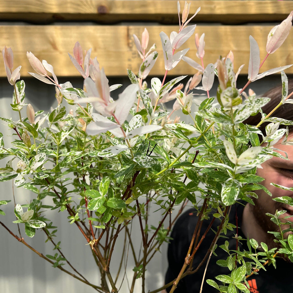 Salix intergra 'Hakuro - Nishiki'  Flamingo Dwarf Willow Tree (multiple sizes available) (PRE ORDER W/C 12/01)