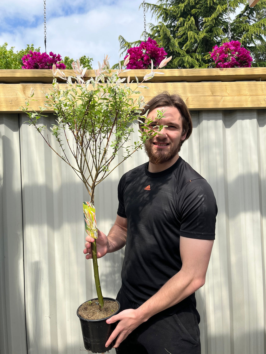 Salix intergra 'Hakuro - Nishiki'  Flamingo Dwarf Willow Tree (multiple sizes available) (PRE ORDER W/C 12/01)