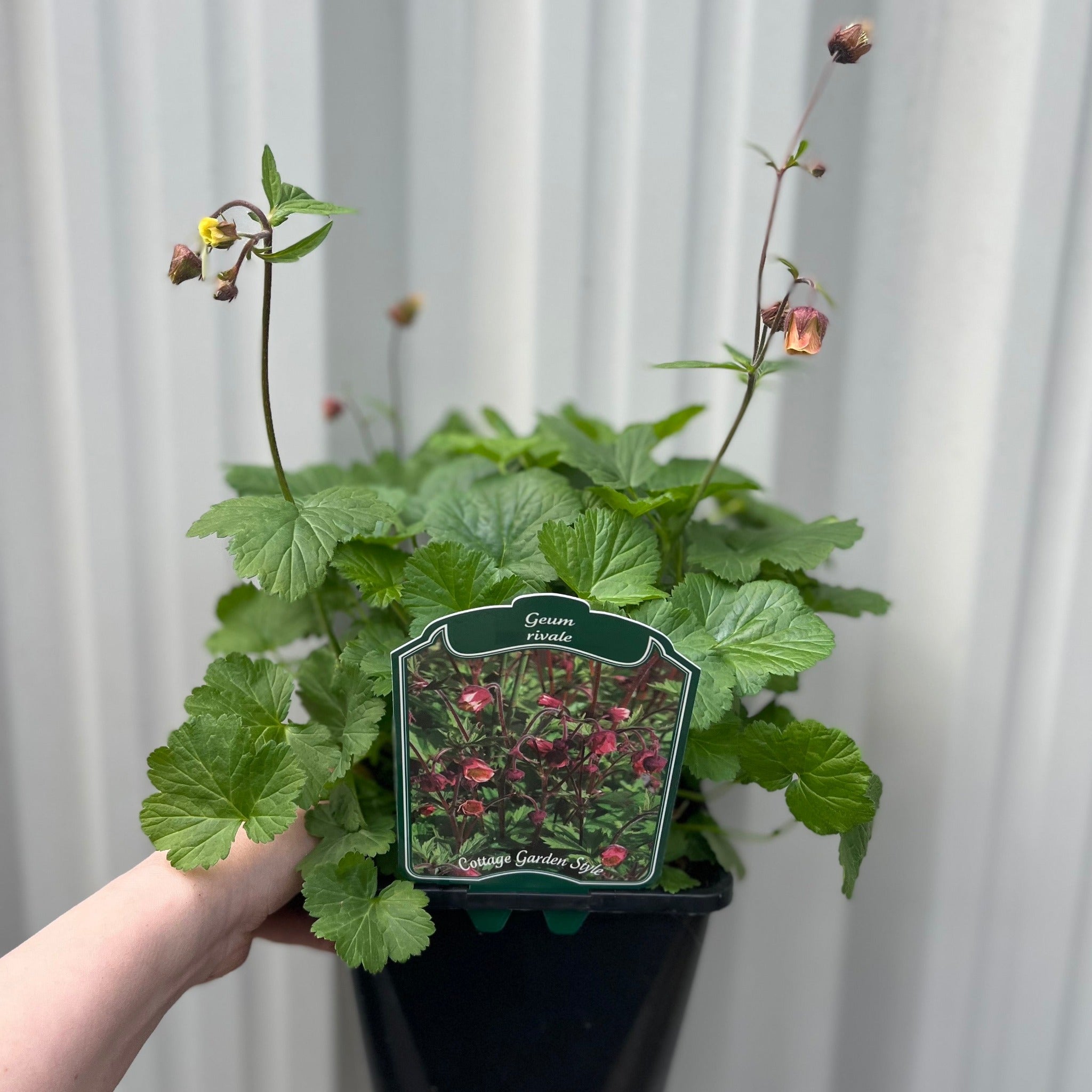 Geum rivale 2L