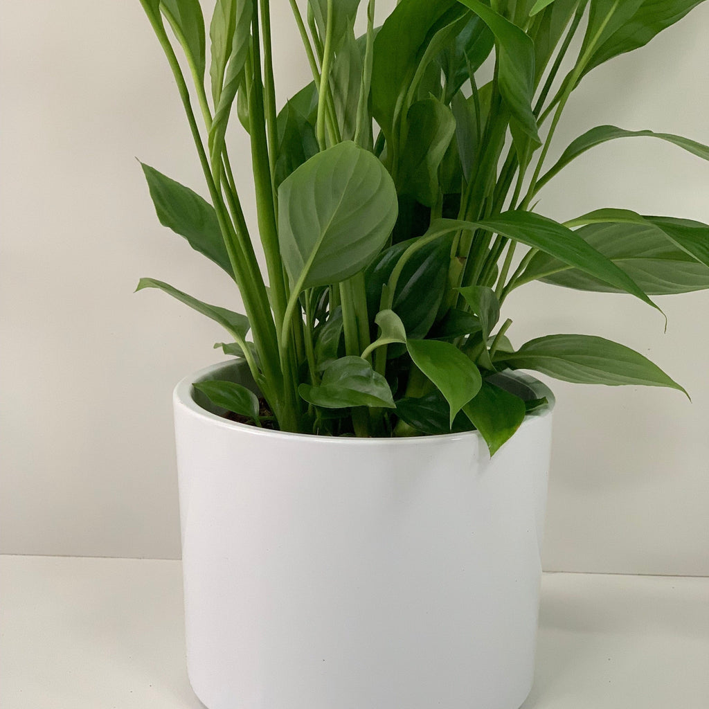 Anthurium - Candy Floss Pink