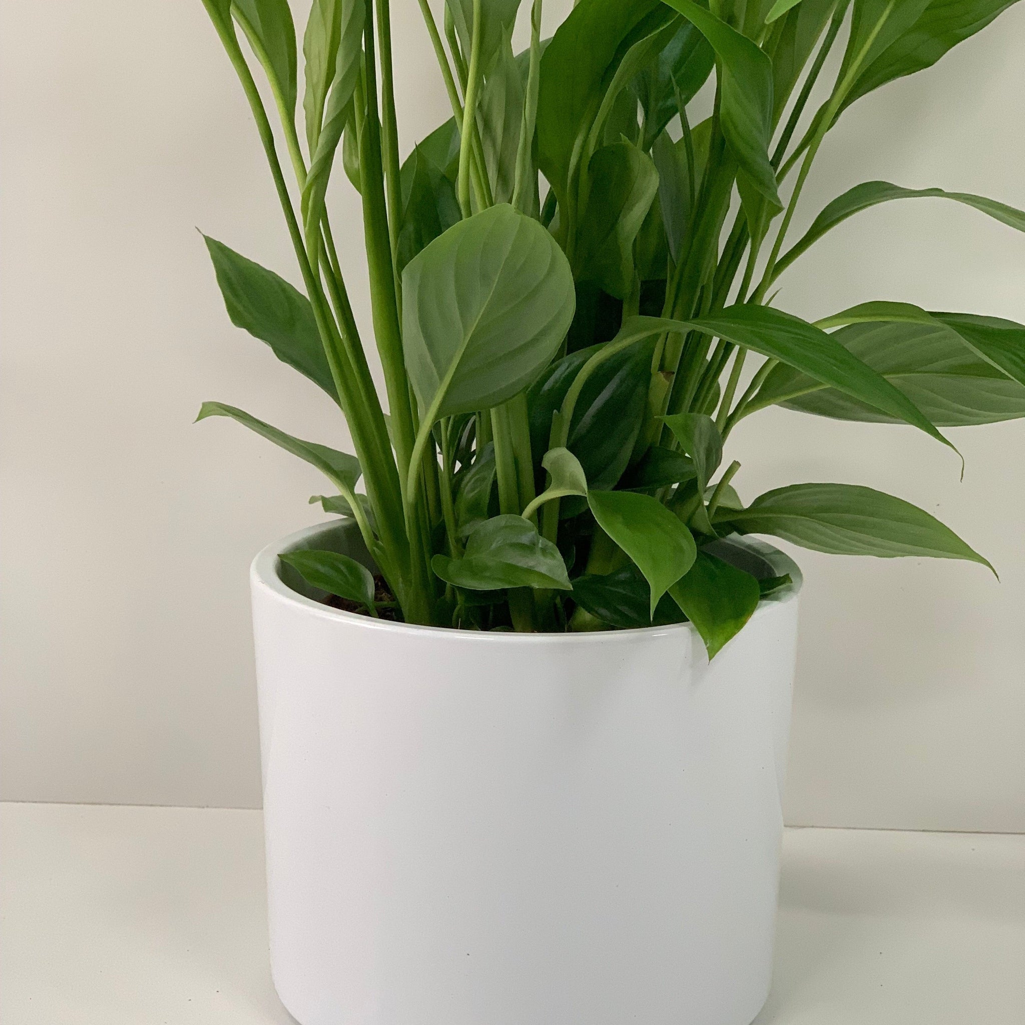Anthurium - Candy Floss Pink