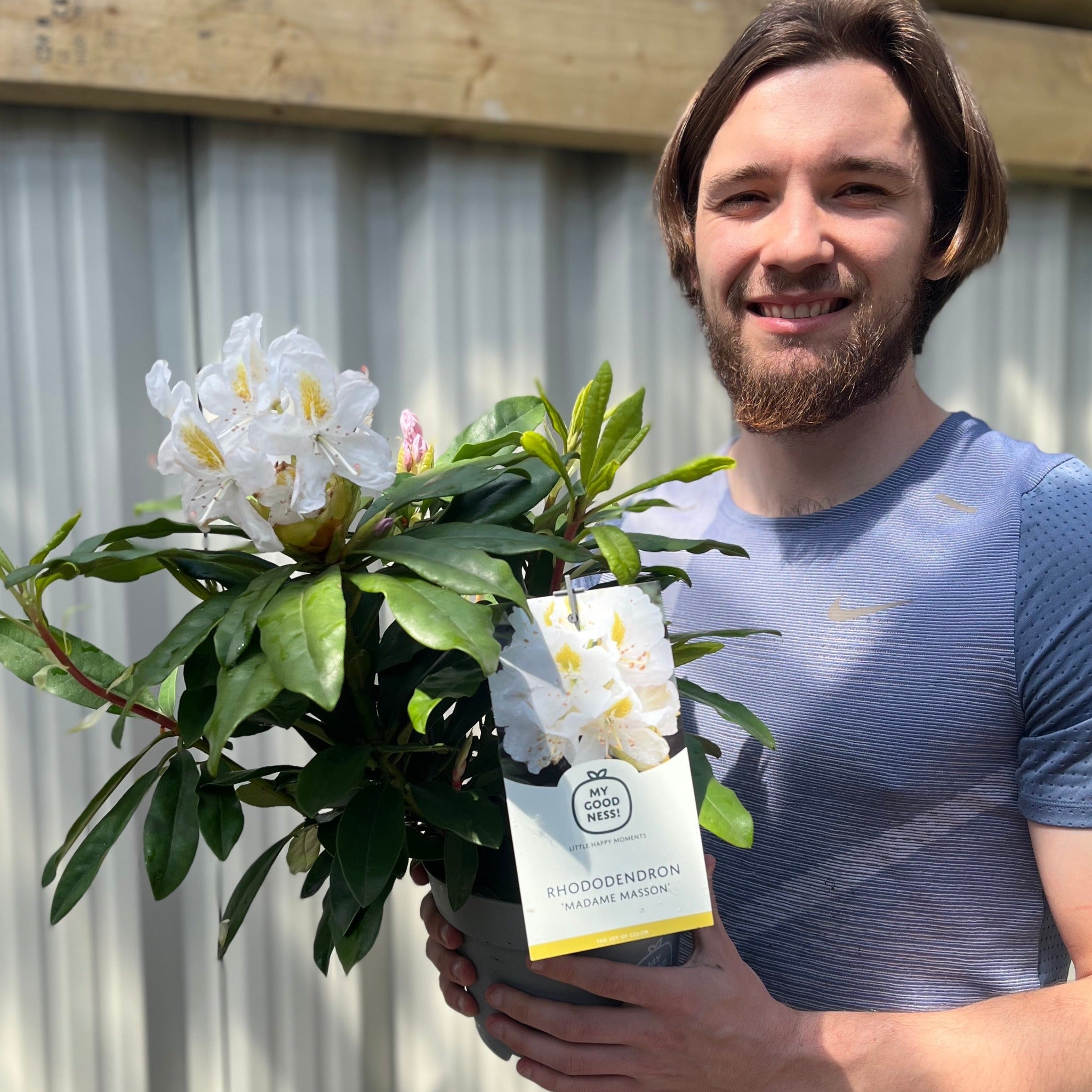 Rhododendron 'Madame Masson' 2L/5L