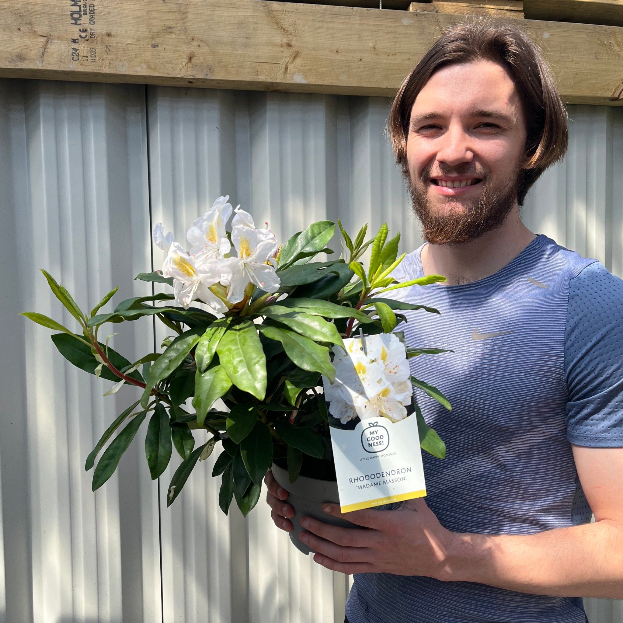 Rhododendron 'Madame Masson' 2L/5L
