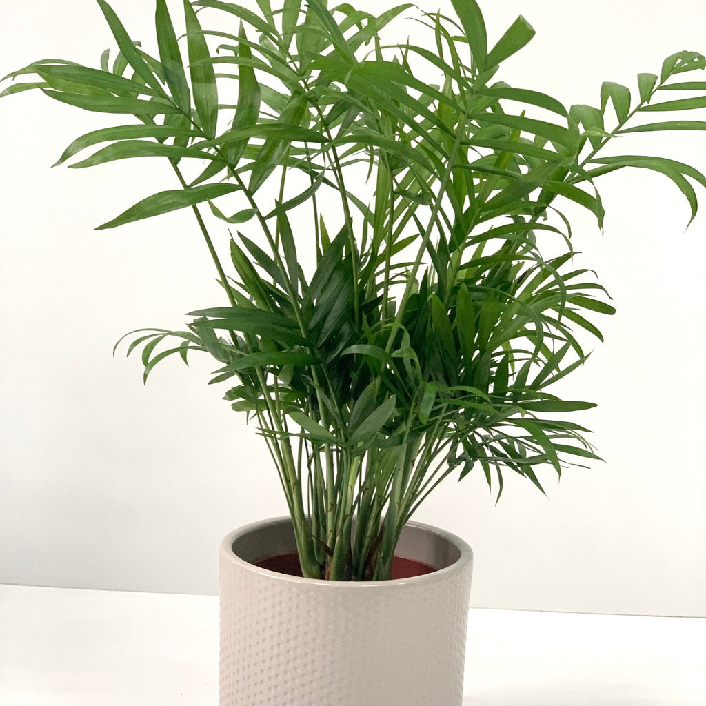 Parlour Palm 40-50cm