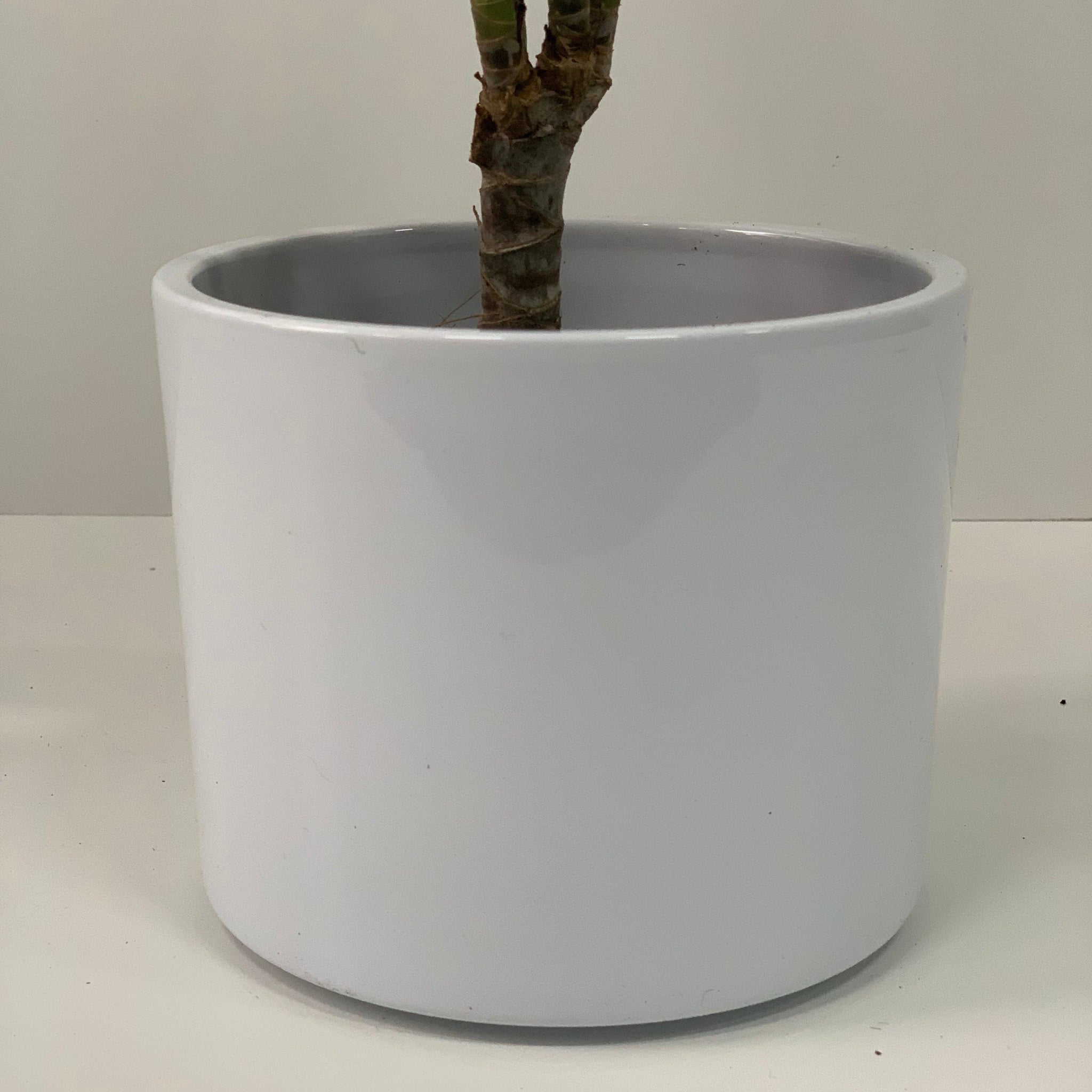 Dracaena Marginata 'Dragon Tree' 1 Stem