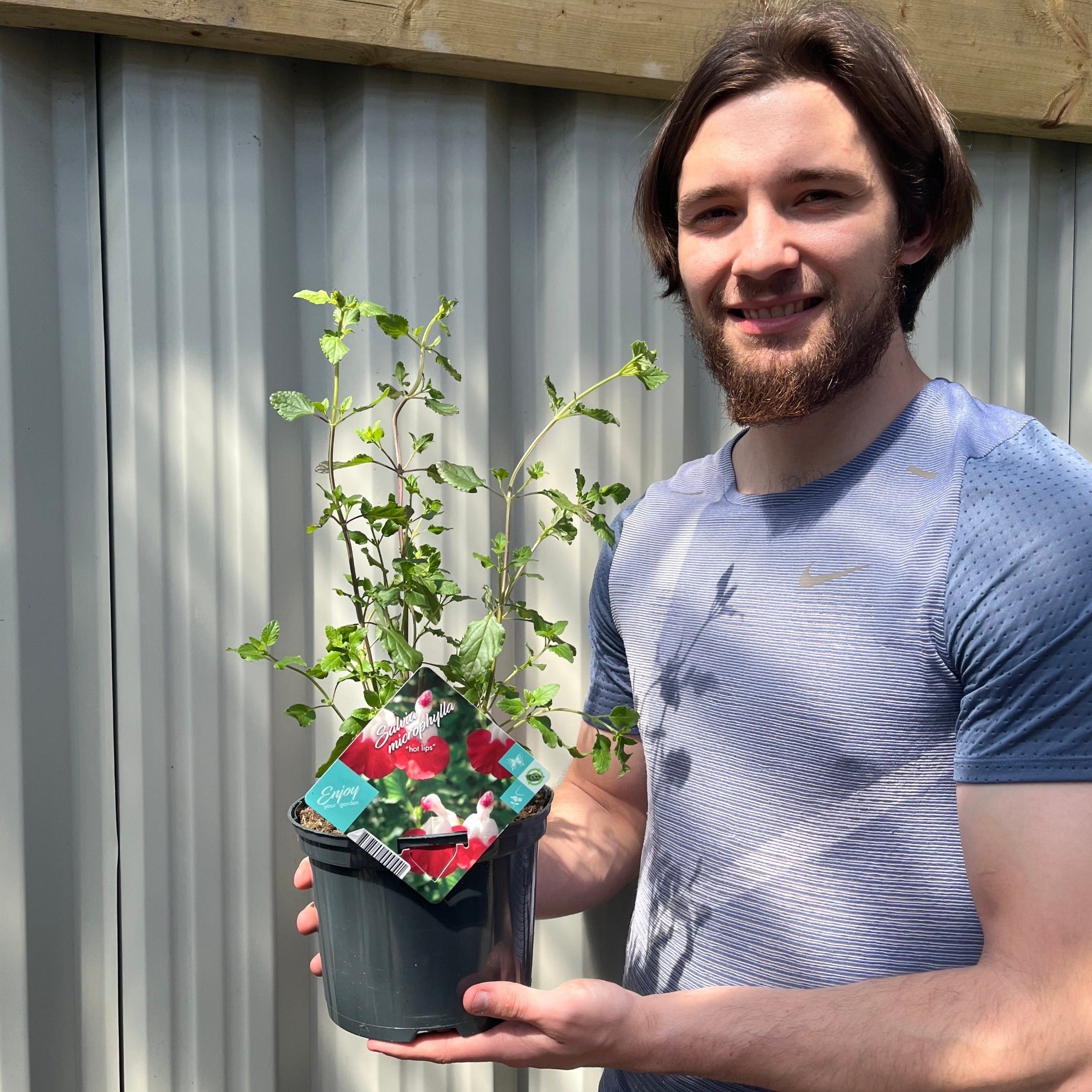 Salvia 'Hot Lips' 9cm/2L