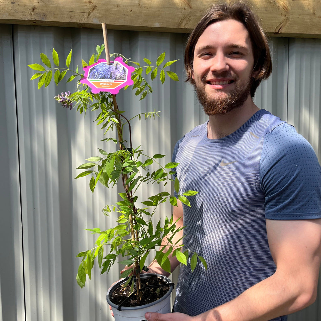 Wisteria sinensis 'Amethyst Falls' 3L