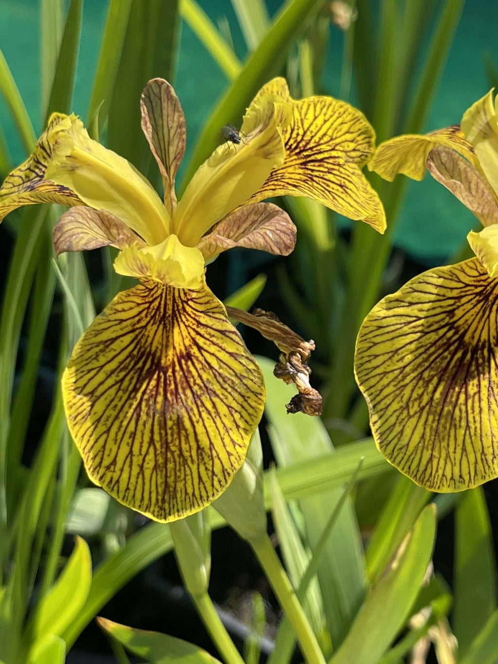 Iris pseudacorus 'Berlin Tiger' - Marginal Pond Plants - MP059