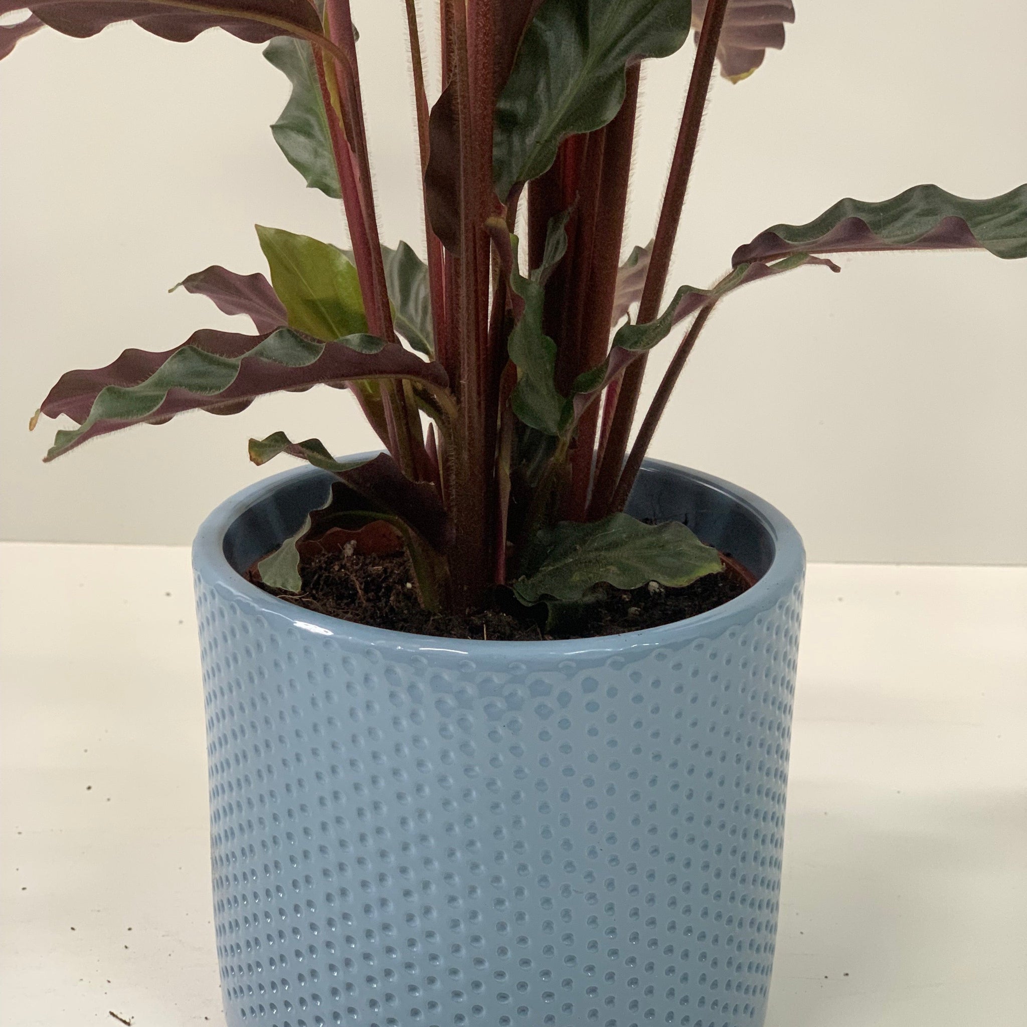 Calathea Tropistar