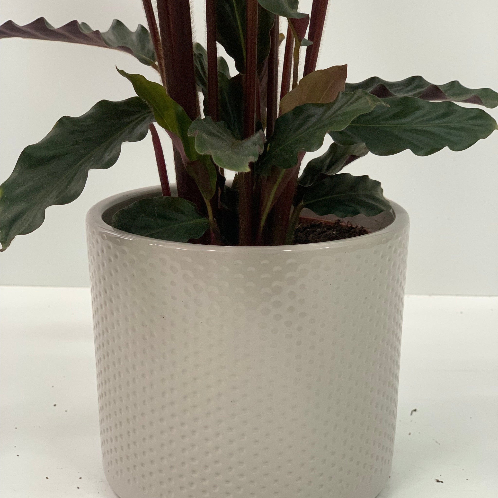 Calathea Tropistar