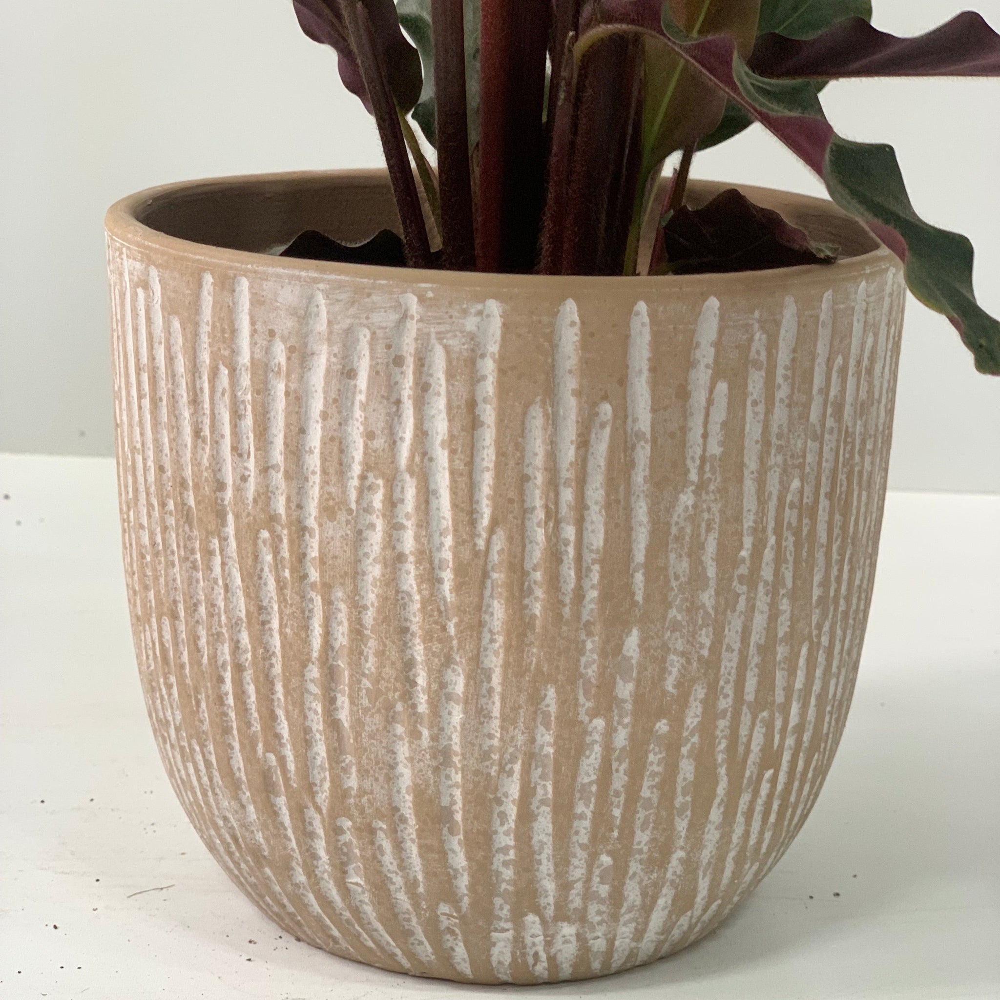 Calathea Tropistar