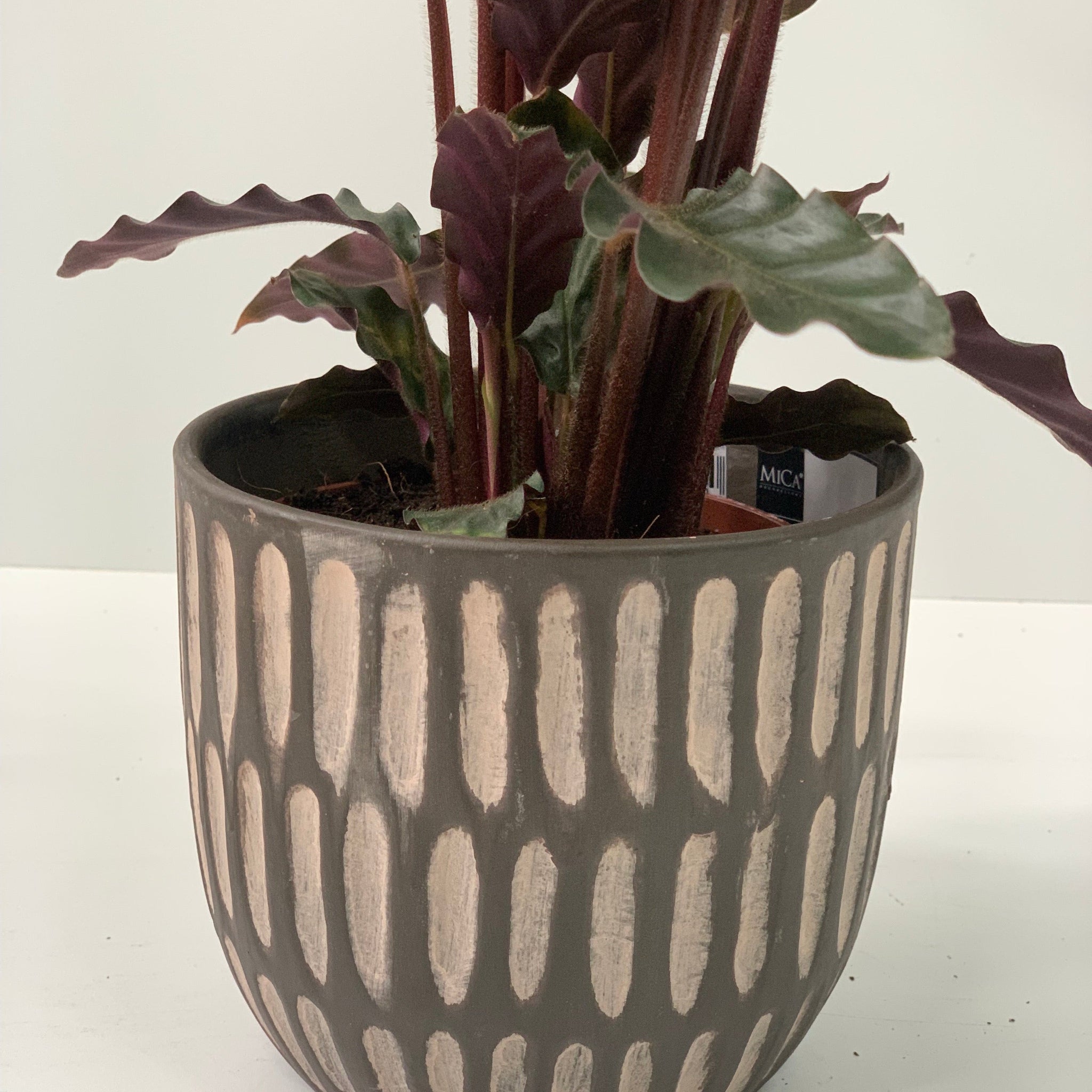 Calathea Tropistar